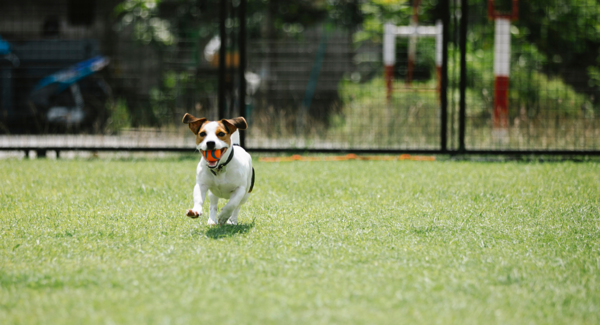 Animali e solitudine estiva: come prendersi cura del benessere emotivo di cani e gatti