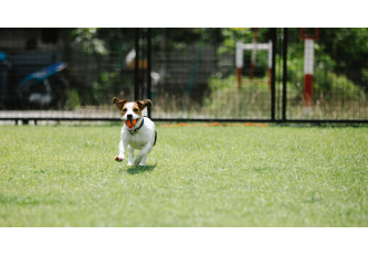 Animali e solitudine estiva: come prendersi cura del benessere emotivo di cani e gatti