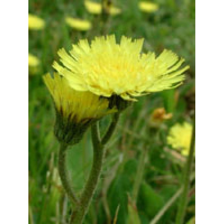 TSA HIERACIUM PILOSELLA 50ML